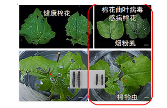 近日，微生物研究所發(fā)現(xiàn)雙生病毒調(diào)控植物免疫平衡實(shí)現(xiàn)全新生態(tài)功能