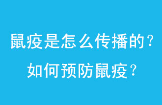 鼠疫是怎么傳播的？如何預(yù)防鼠疫？